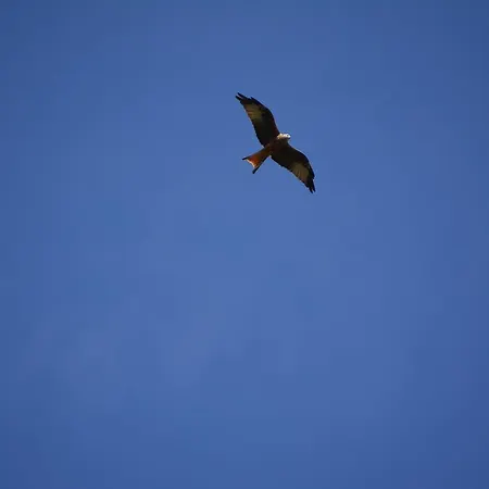 Prosterath-hochwald Prosterath