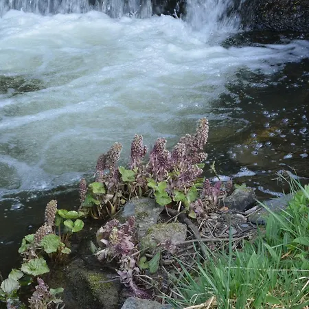 Prosterath-hochwald Prosterath